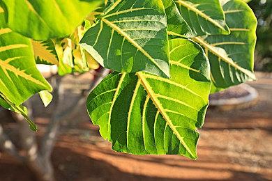 降质版体验 《传送门64》自制免费试玩版开放下载